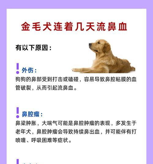 金毛犬患耳螨及中耳炎的治疗方法（详解金毛犬耳螨和中耳炎的症状、治疗及预防措施）