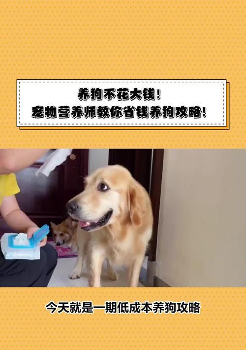 如何让你的狗狗体检花得明明白白（全面指南教你省钱还照顾好狗狗健康）