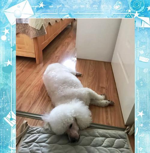 狗狗子宫蓄脓（狗狗子宫蓄脓多久会致命？挽救毛孩生命的关键诀窍。）