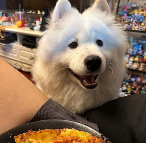 探秘世界极少见的珍珠犬（珍珠犬的饲养方法与特点）