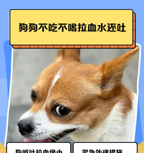 狗与人类的默契配合时间之谜（揭开狗与人类心灵契合的秘密）