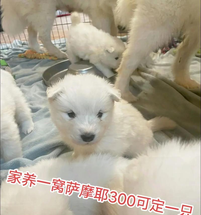 萨摩幼犬驱虫时间及注意事项（为爱犬提供健康的成长环境）