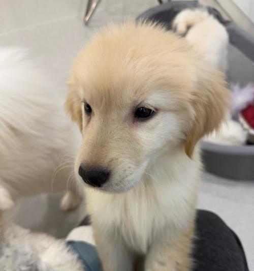 金毛犬分娩时间相隔多久？（了解金毛犬分娩时间间隔，助您做好准备。）