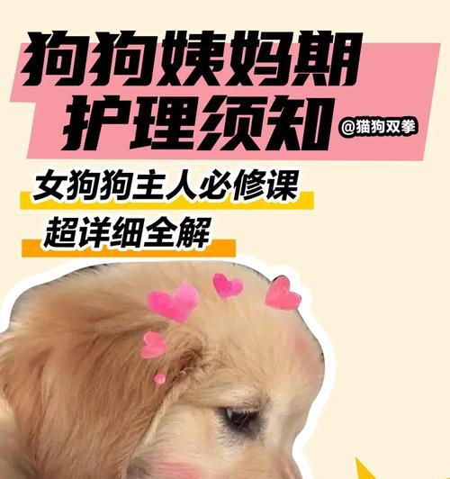 狗的月经过后多久能够配种？（探究狗狗配种的最佳时间点及注意事项）