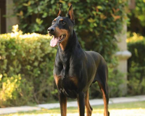 探索以杜宾为主的犬血统世界（揭开杜宾犬的神秘面纱，了解其世界血统）