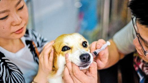 狗接种狂犬疫苗的保护期多久？（探究狗接种疫苗后的保护时长及关键因素）