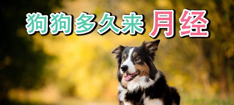 狗狗月经周期及注意事项（了解狗狗的月经周期是如何影响它们的健康和行为的）