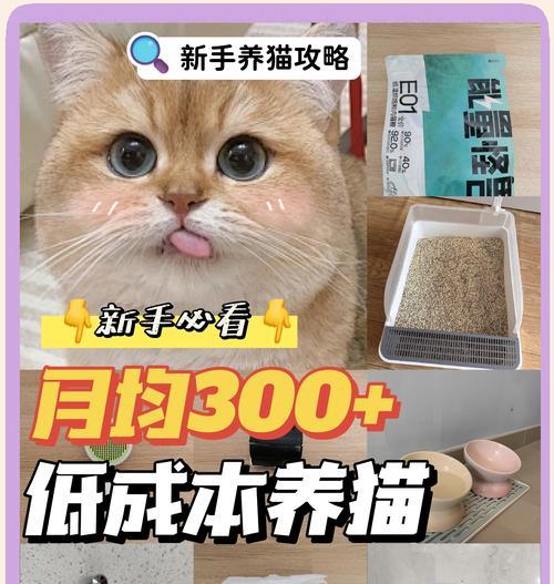 养猫一个月的开销及猫咪的基本需求（了解养猫的费用和猫咪的日常需求，给你的喵星人一个舒适的生活）