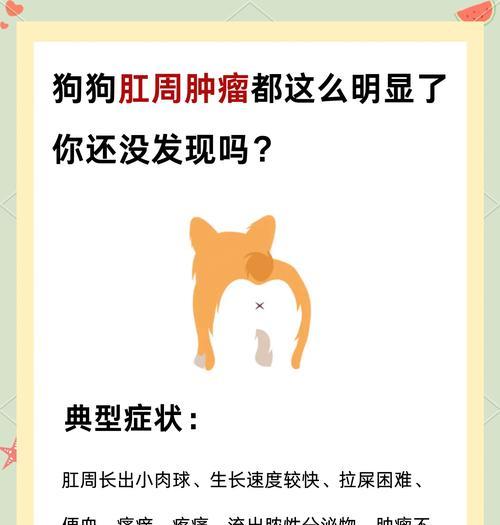 泰迪肛门发炎的治愈时间究竟需要多久？（详解泰迪肛门发炎的症状、治疗方法和康复时间）