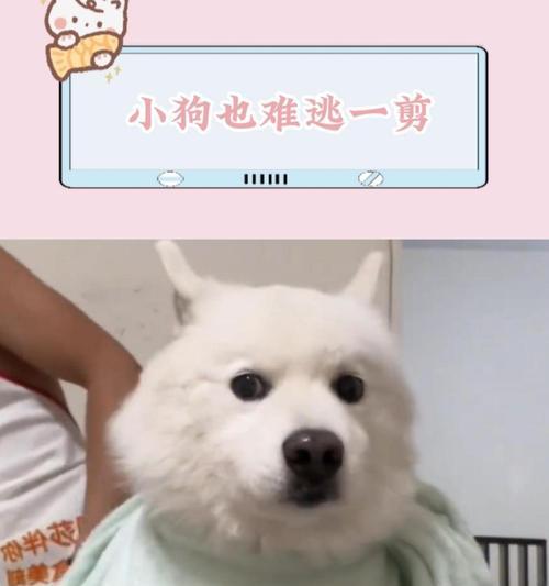 《以萨摩狗剪毛后多久能重新长长？》（剪毛对萨摩狗毛发生长的影响及恢复时间）