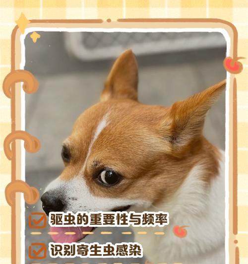 狗狗驱虫（探讨狗狗驱虫的最佳时间和方法）
