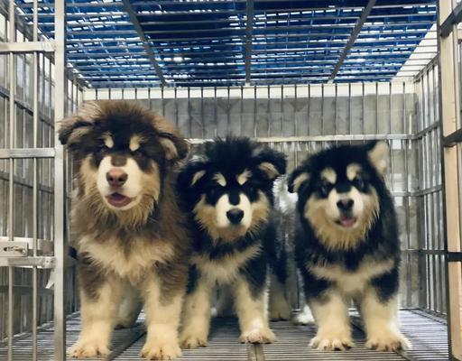 阿拉斯加犬的育苗周期与重要性（育苗为宠物犬健康保驾护航）