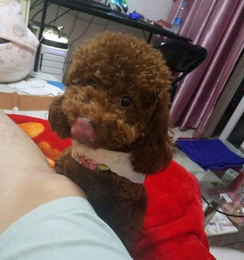 邂逅泰迪，意外怀孕——一个萨摩耶与主人的故事（命运的交织，爱的降临——一场不可思议的遭遇）