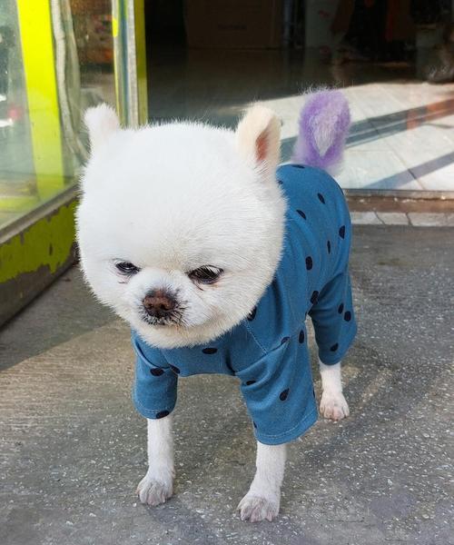 茶杯犬（探索茶杯犬寿命长短的因素与影响）