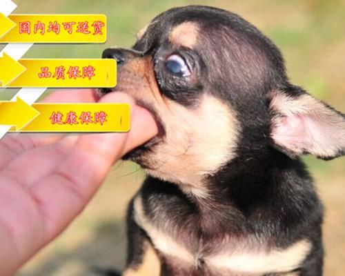 吉娃娃驱虫频率及注意事项（了解吉娃娃驱虫周期，宠物健康有保障）