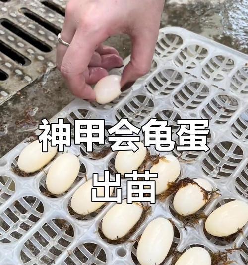 龟蛋孵化的时间是多久？（探究龟蛋孵化所需的时间和关键因素）