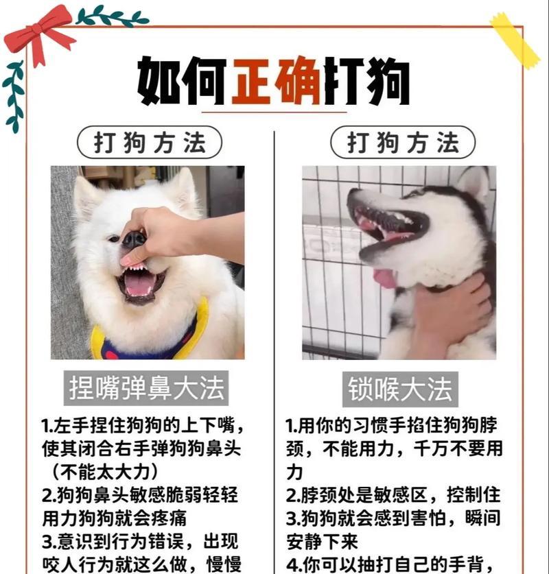 避免这些错误，狗狗寿命会减短（常见饲养错误导致狗狗寿命缩短，务必避免）
