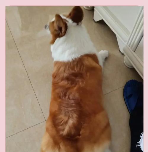狗狗夏日生活指南（如何让狗狗在炎炎夏日中享受舒适和安全）