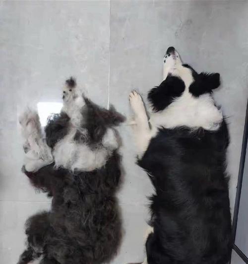 狗狗换毛周期及如何应对（揭秘狗狗换毛的时间表与护理技巧）