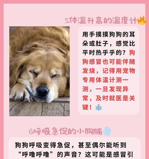 狗狗打鼻鼾（了解狗狗打鼻鼾的原因及如何提供更好的睡眠环境）