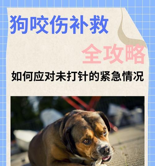 新买的狗狗需要多久才能打针？（打针时间表及养护注意事项）