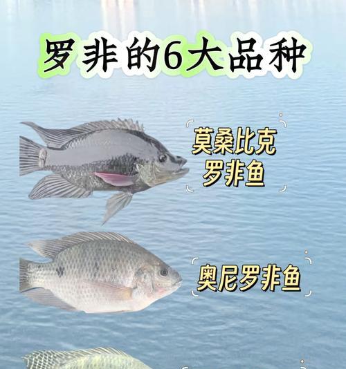 多样选择的适合养鱼的品种（了解养鱼最佳选项——关注鱼类的特点）