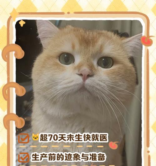 猫的怀孕到生产需要多久？（探秘猫咪生育周期及相关知识）
