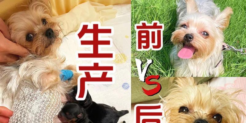 狗狗生产后多久可以洗澡？（探讨狗狗生产后适宜洗澡的时间和注意事项）