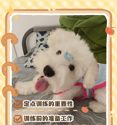 如何教会狗狗定点大小便？