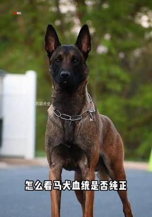 如何鉴别马犬的血统？专家揭示5个关键要点（从这5个地方看，轻松判断马犬的纯血统）