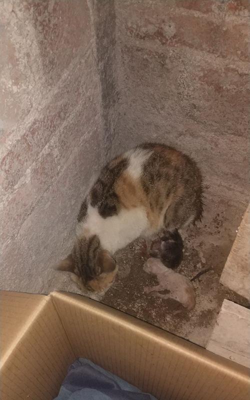 母猫出血后多久可以生小猫？（了解母猫产后恢复的时间和注意事项）