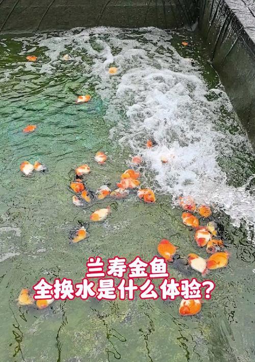 金鱼冬天换水的频率与注意事项（金鱼在冬季需要适当调整水质，保持健康成长）