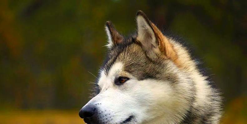 养阿拉斯加犬的缺点（为什么不建议养阿拉斯加犬及其可怕的后果）
