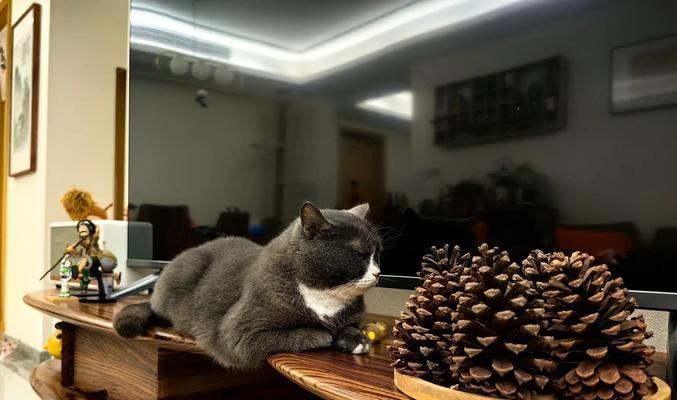 猫肾衰三期能够活多久？（了解猫肾衰三期的寿命和管理方法）
