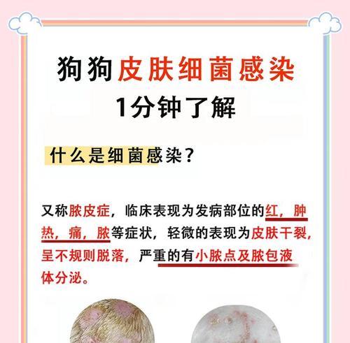 保护狗狗皮肤的五个小技巧，让你的狗狗拥有健康的皮肤（为你的狗狗提供专业的皮肤护理，守护它的健康）