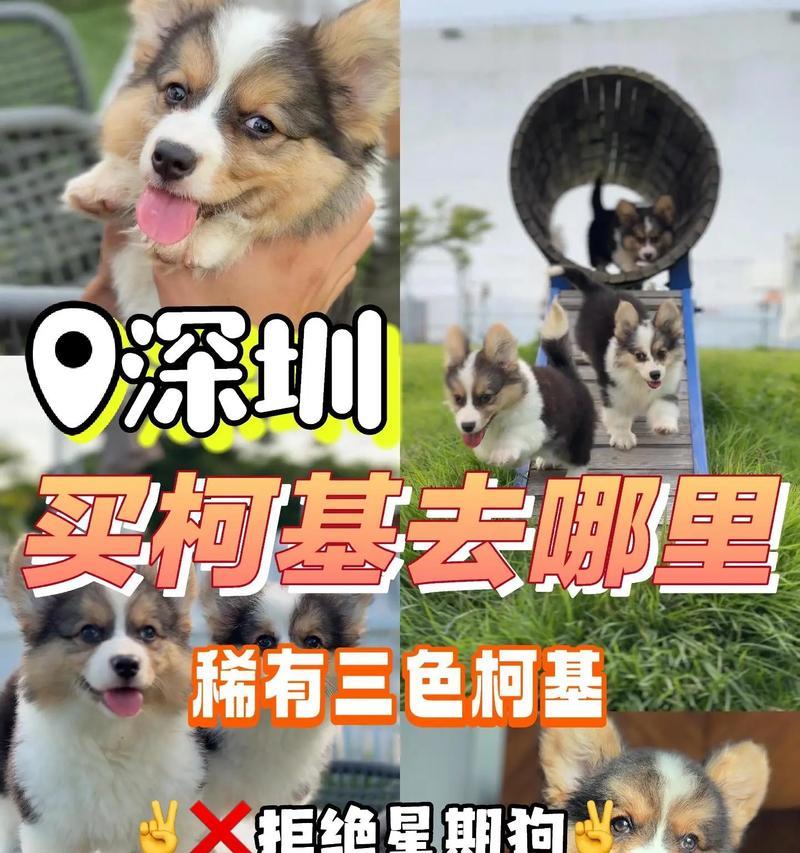 柯基何时适合以犬粮为主食？（科学喂养方法让柯基健康成长）