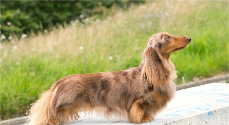 揭秘腊肠犬的7个独特特点（腊肠犬的性格、外貌和适应环境等特点一览）