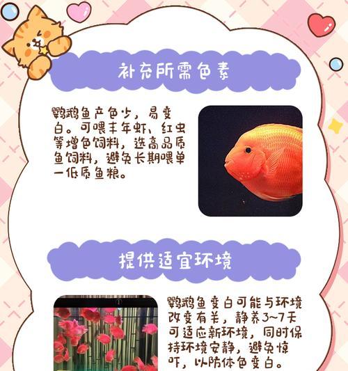 红鹦鹉鱼的饲养与喂养方法（探索适宜红鹦鹉鱼喂食的时间间隔与量）