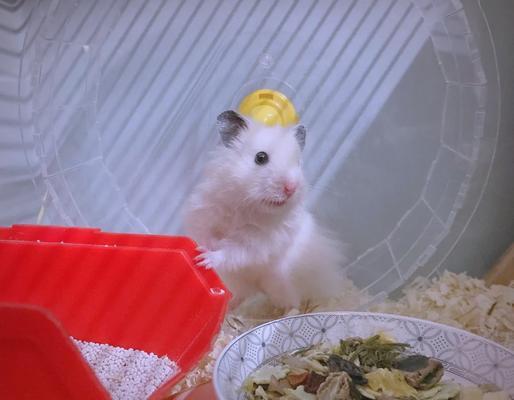 仓鼠眼睛突出，可能意味着上火？（仓鼠上火的特征及应对方法）
