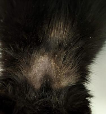 猫得螨虫（探究猫咪感染螨虫后的康复时长）