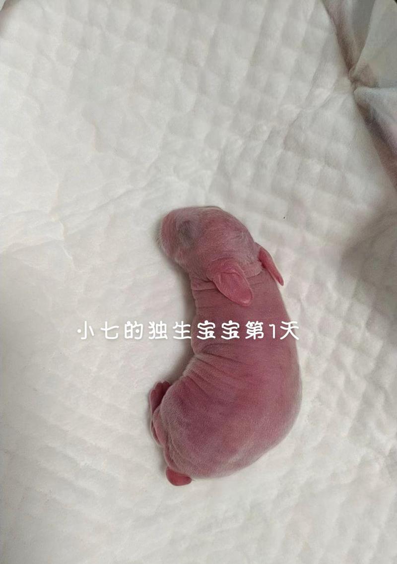 如何正确养护刚出生的兔子（了解兔子的敏感性与需求，做好新生兔子的养护工作）