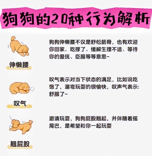 狗与人性的深度连接（探索狗狗的人性之路）