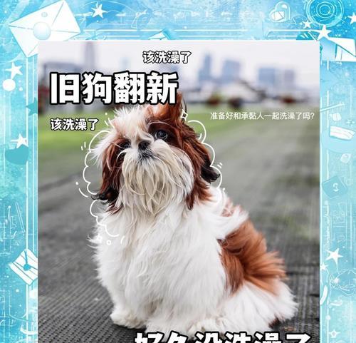 狗狗洗澡后多久可以打疫苗？（最佳时间点和注意事项）