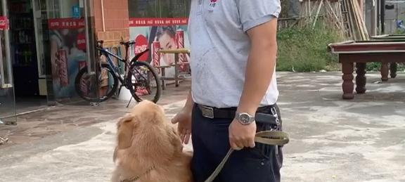 金毛犬的温顺与咬人之谜（面对这些事，金毛犬也可能有攻击性）