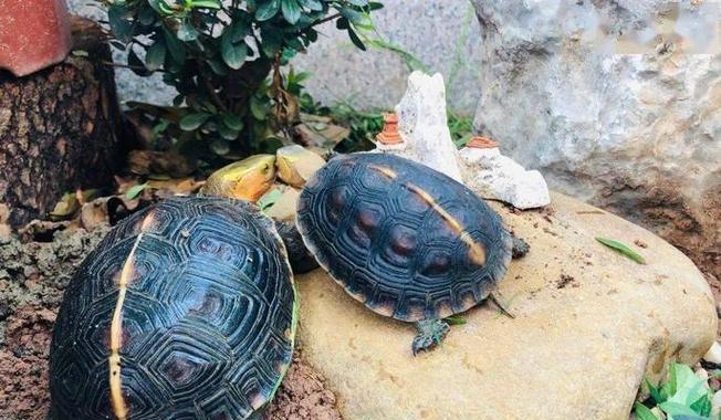 水龟、陆龟、半水龟如何辨别？（一起来学习如何正确识别不同种类的龟类吧！）