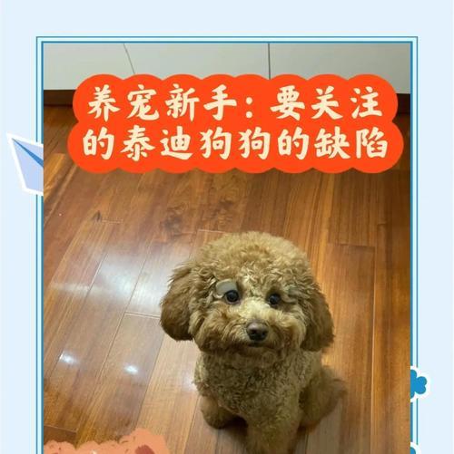 泰迪犬饮食的八大注意事项（为宠物泰迪提供健康饮食的关键要素）