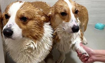 柯基犬适合洗澡的时间与频率（柯基犬洗澡的最佳时机和注意事项）