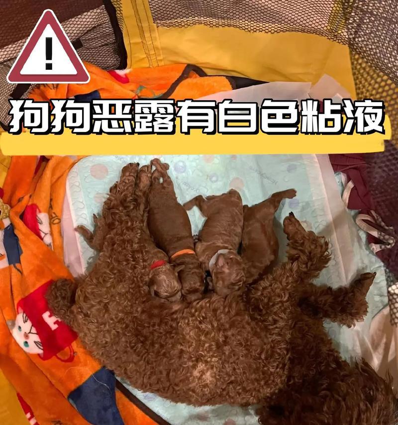 泰迪狗哺乳期及其特点（探讨泰迪狗哺乳期的时长、行为及饮食习惯）