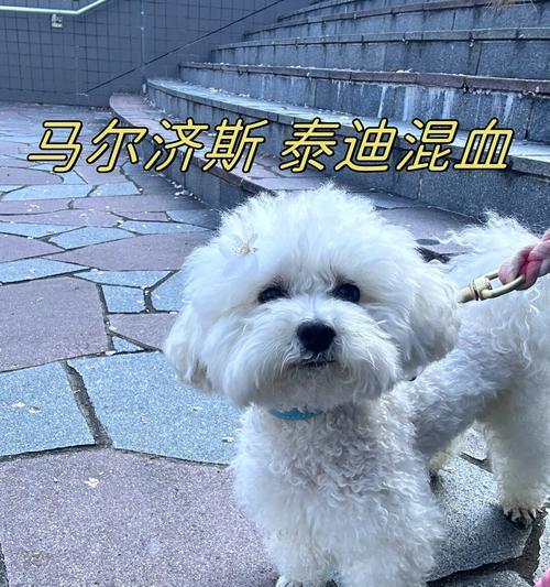泰迪犬毛发颜色与选择及护理（探究泰迪犬毛发的多样性和护理方法）
