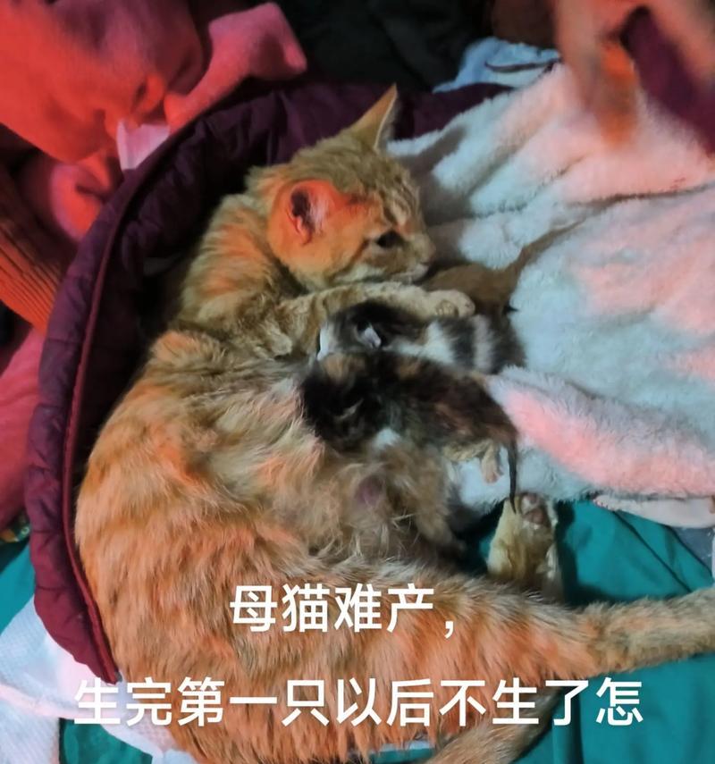 母猫出走（无尽的等待与希望，主人们焦急之心难以平静）